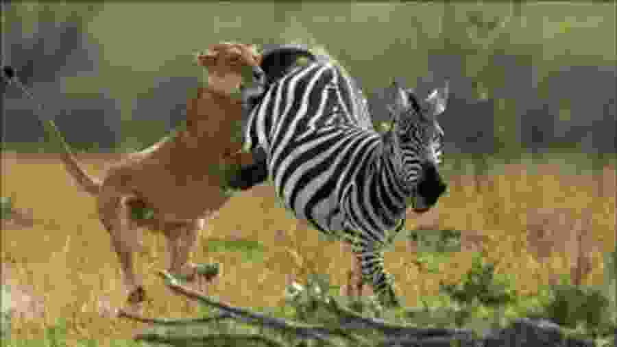 Zebras