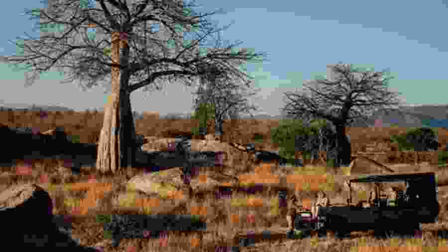 Baobab Trees