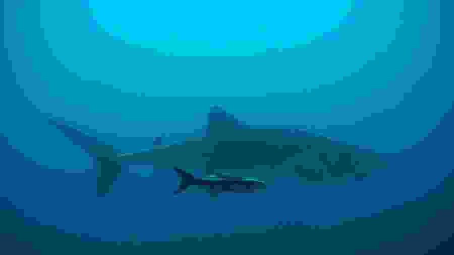 Experience Whaleshark watching