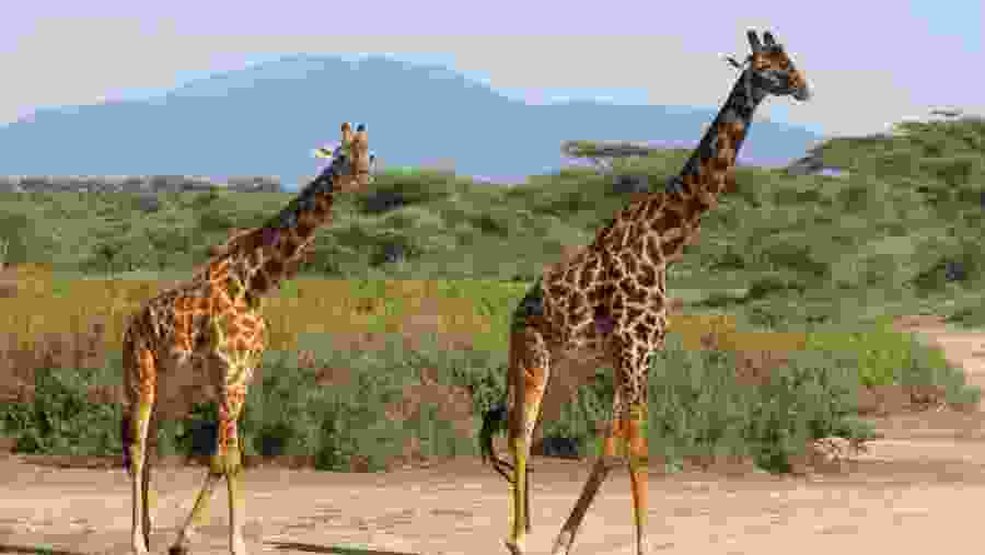 Masai Giraffe