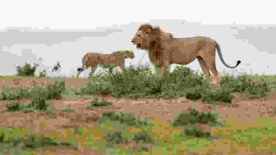 Maasai Mara National Reserve