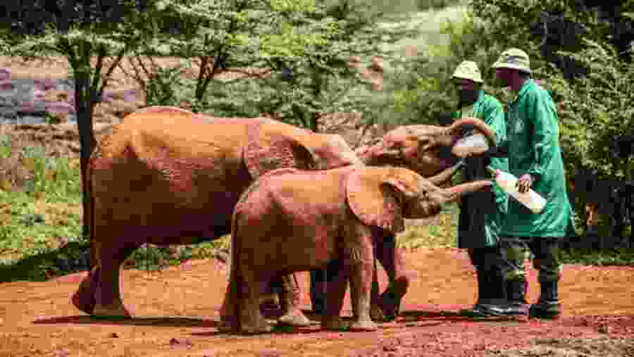 David Sheldrick Elephant Trust