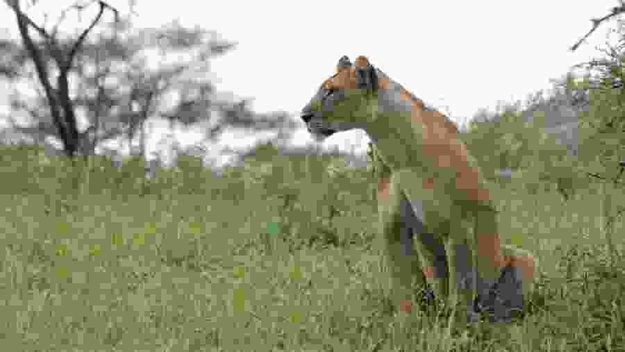 lioness in Masai Mara National Park