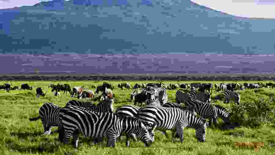 Zebras at Serengeti National Park