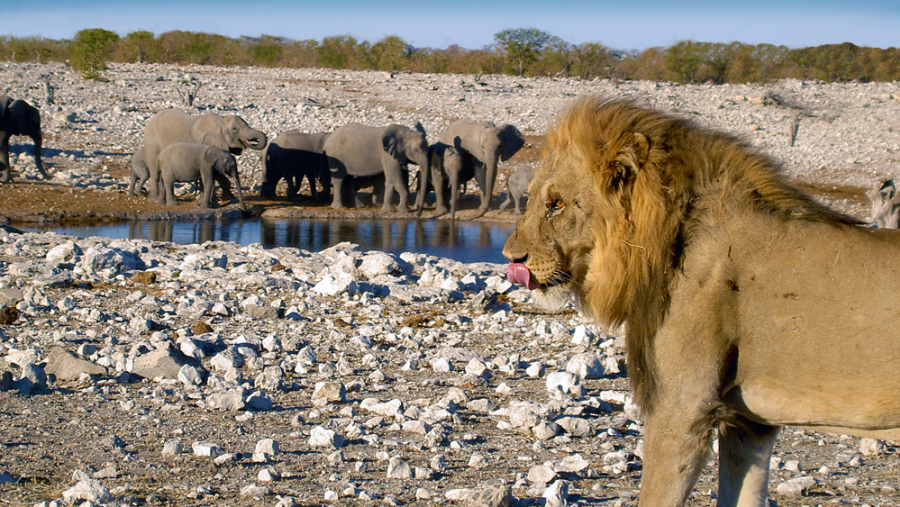 Etosha National Park