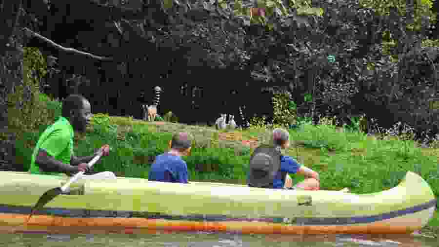 Primates in the Andasibe Park