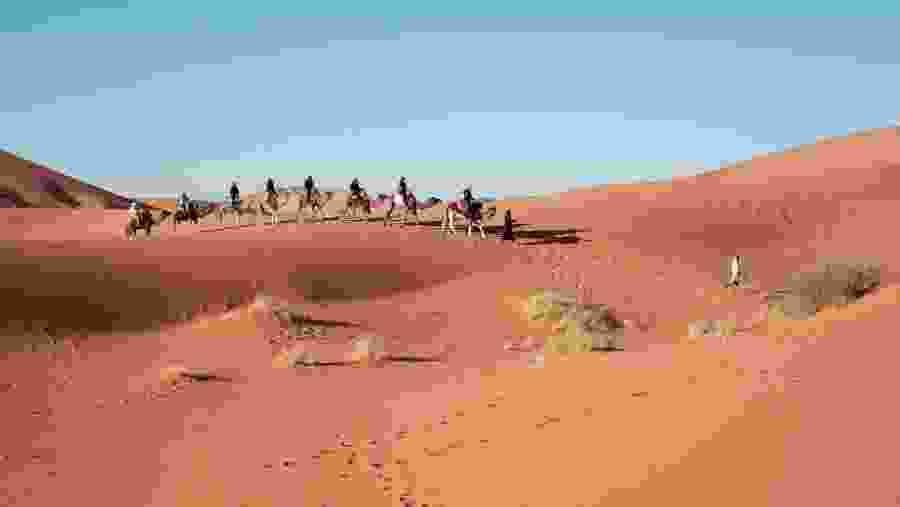 Take a camel ride in Giza