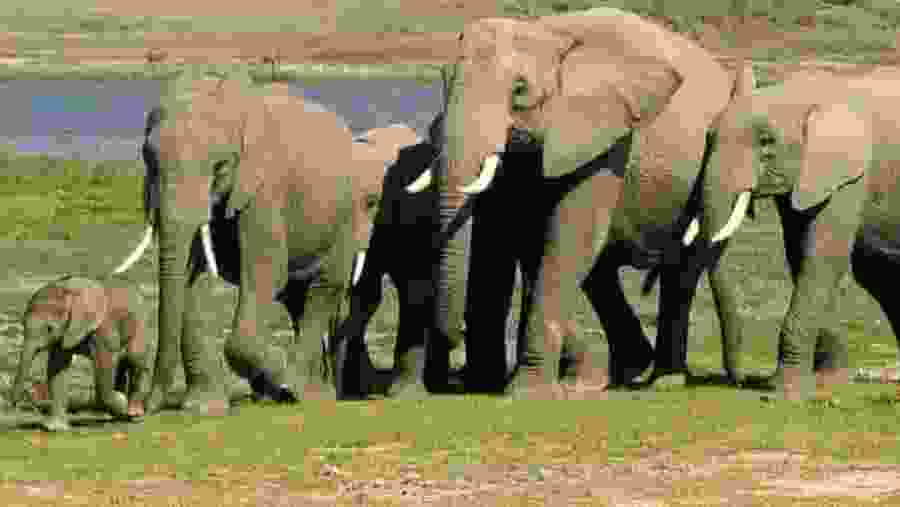Herd of elephants