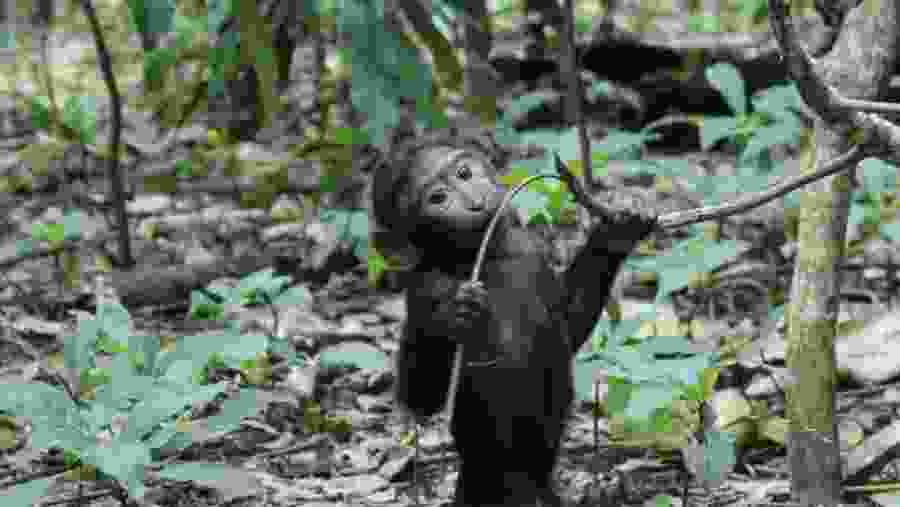 Black Crested Macaque