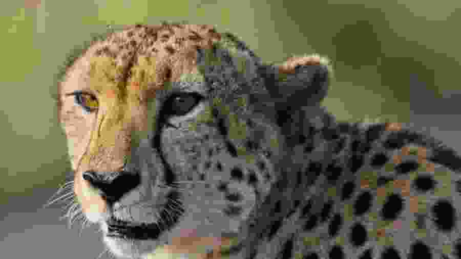 Kruger National Park