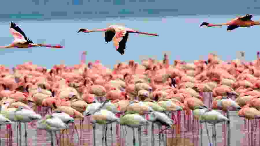 Flamingos at Lake Nakuru