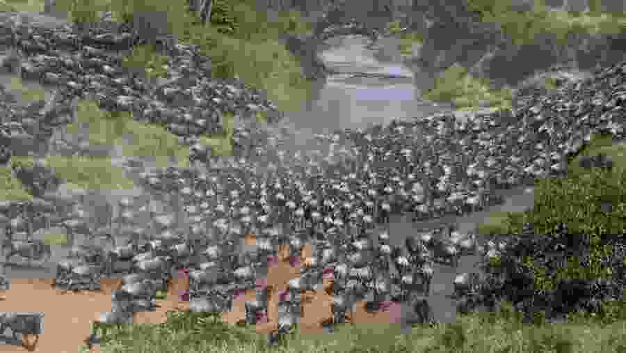 Wildebeest Migration Mara Conservancy