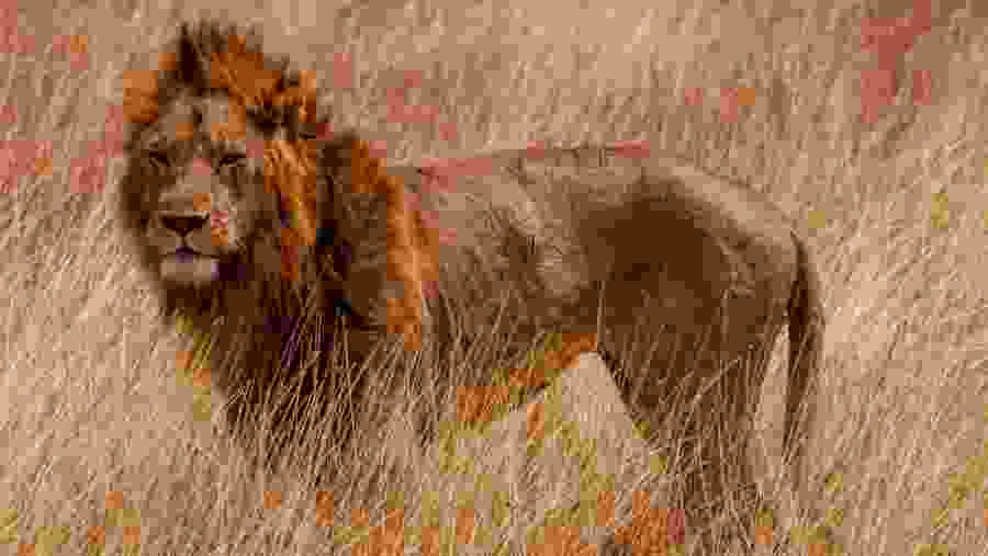 Lion at Serengeti National Park