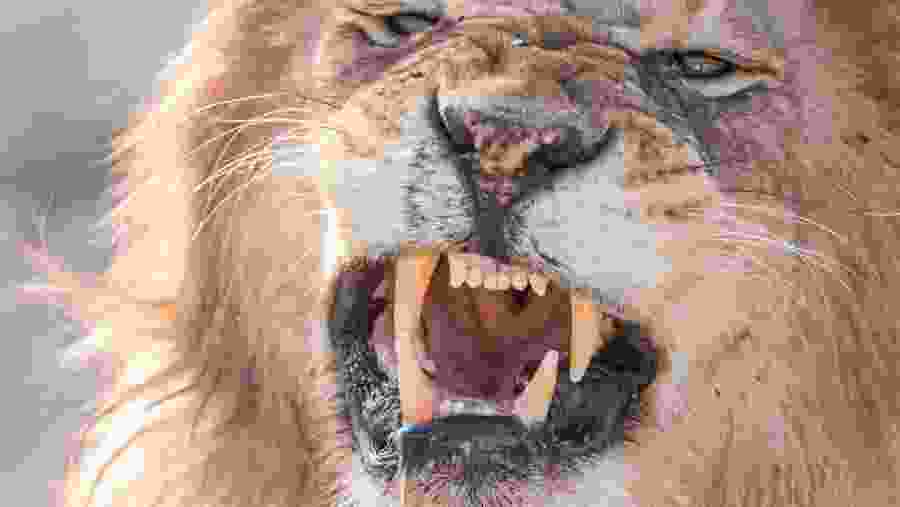 Discover the wildlife at Serengeti National Park