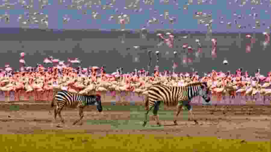 Witness the vibrant wildlife at Africa