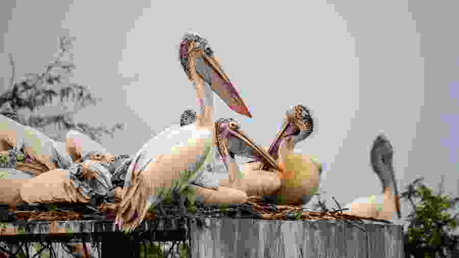 Keoladeo National Park / Bharatpur Bird Sanctuary