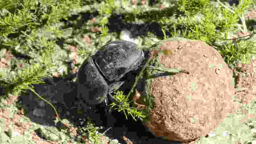 Addo Elephant National Park