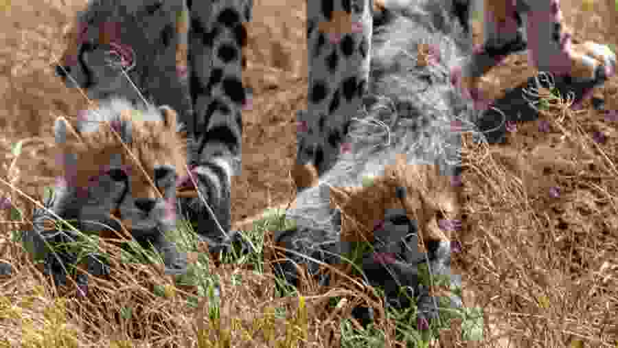 Fly-In Great Migration Experience