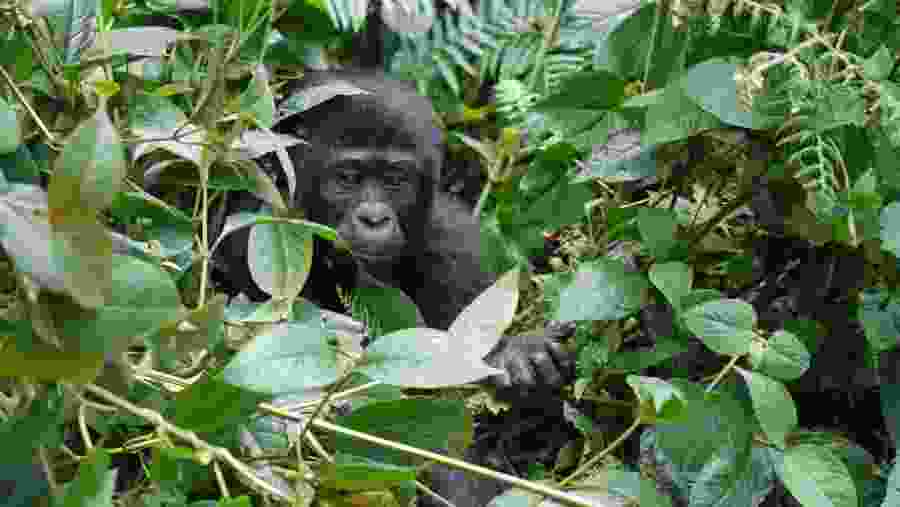 Gorilla Trekking in Bwindi