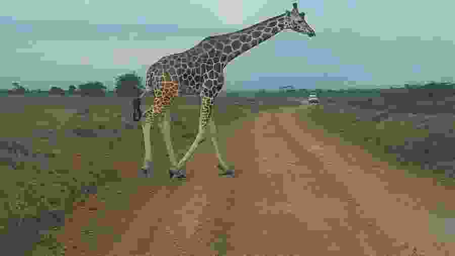 Masai Giraffe