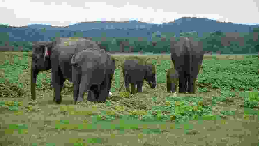 Herd of elephants
