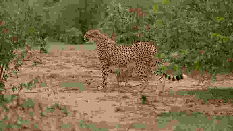 cheetah