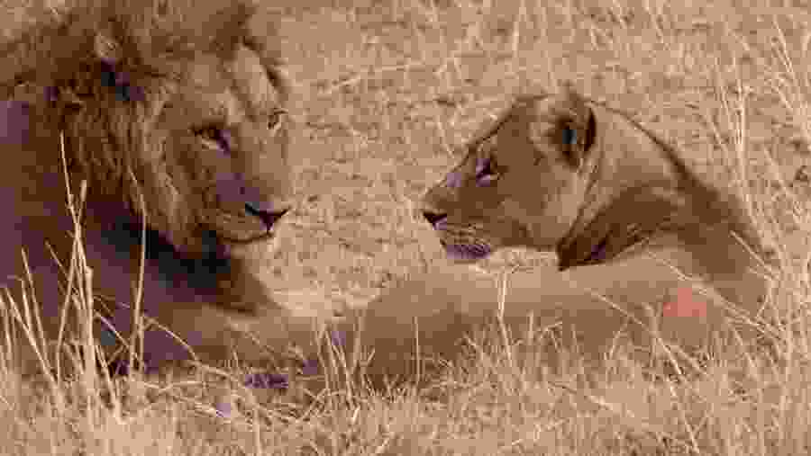 African Lions