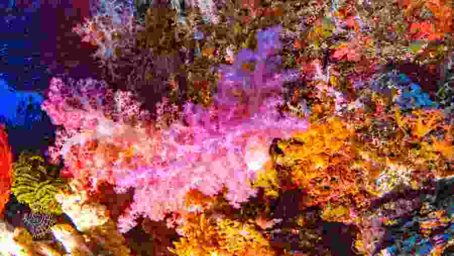 Marine Life in Rabaul