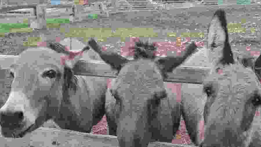 Witness the wildlife