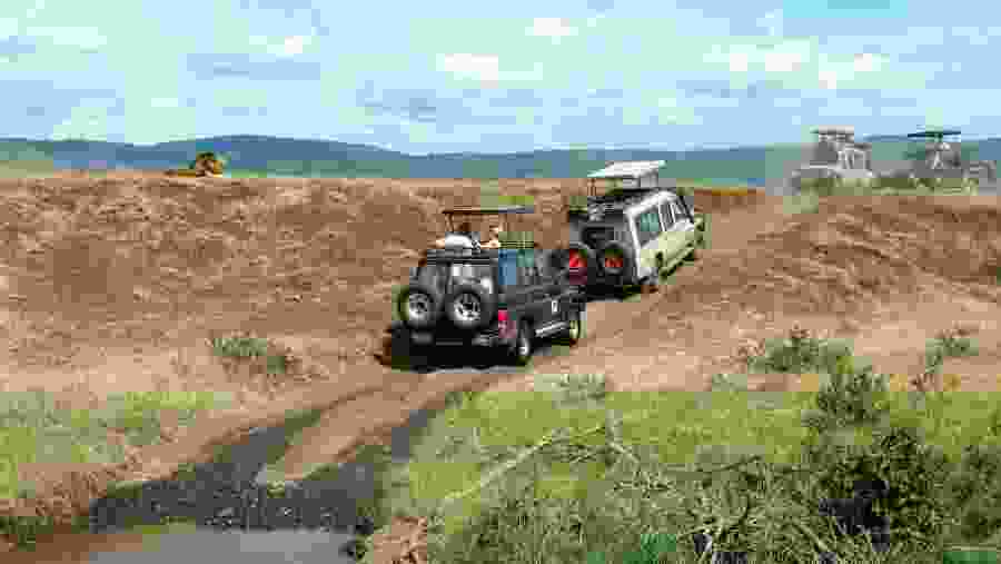 Jungle Safari