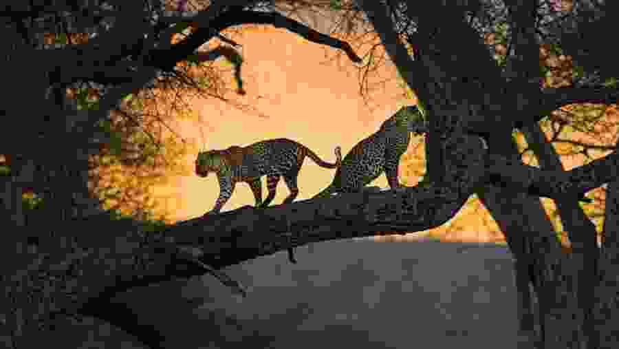 Leopards relaxing in a tree at Serengeti National Park