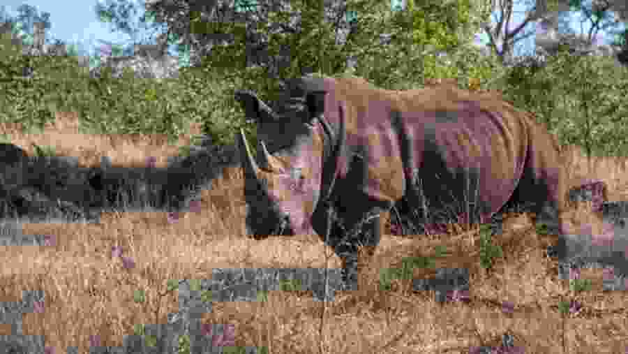 Rhino