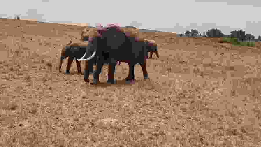 Spot elephants in Masai Mara
