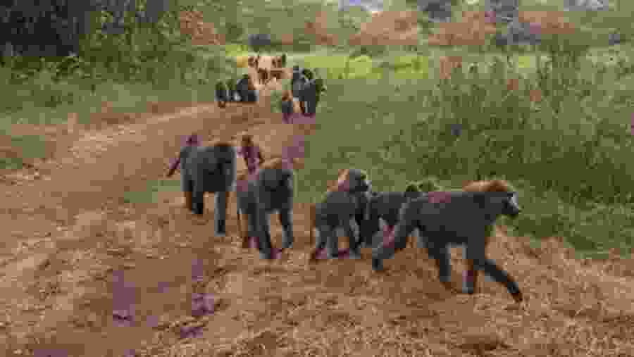 Witness the primate life at Maasai Mara