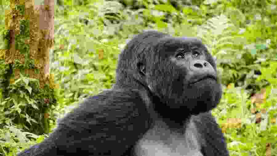 Spot Gorilla