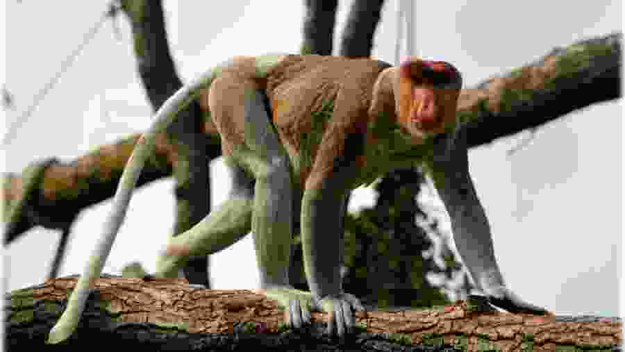 Proboscis Monkey