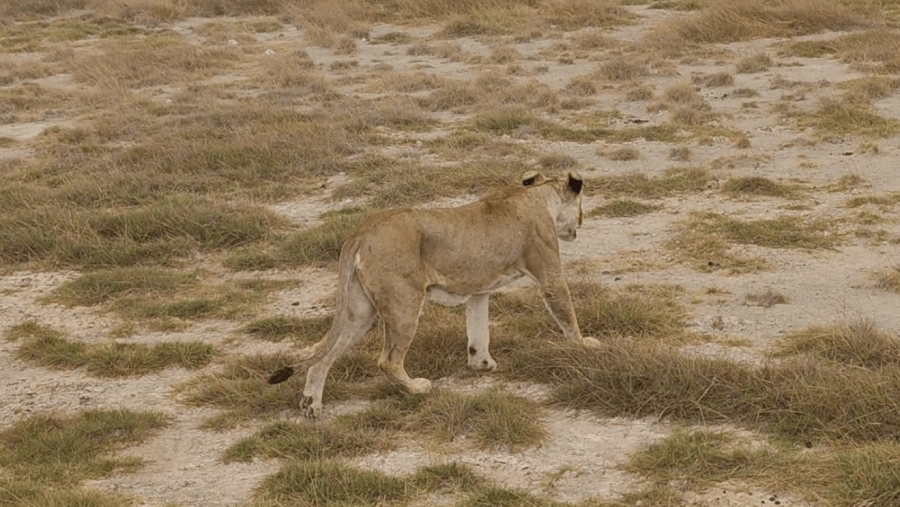 Trackers Quest Safari for Lions, Leopards & Cheetahs