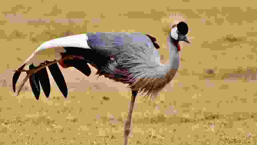 Grey Crowned Crane at Serengeti National Park