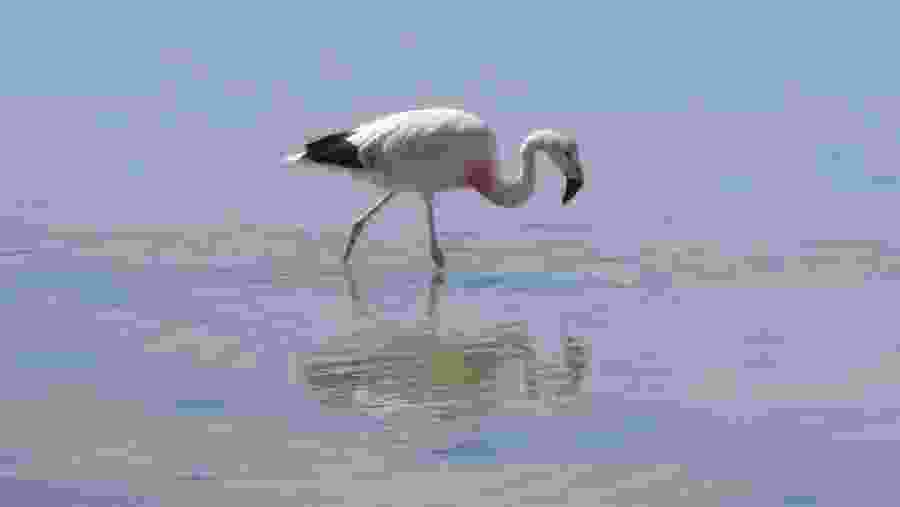 Flamingo