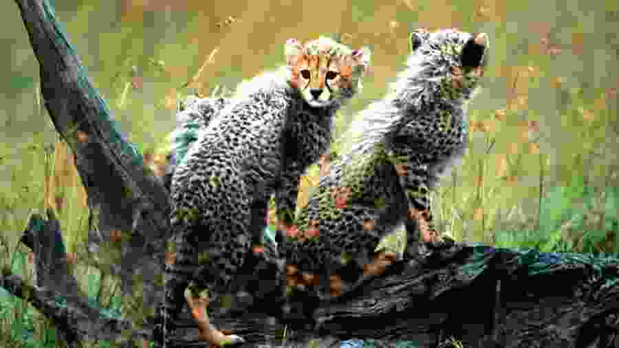 Cheetah cubs