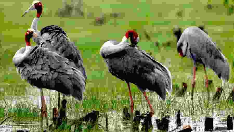 Tram Chim National Park