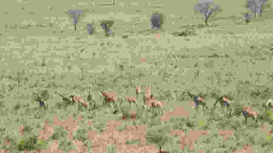 Pian Upe National Game Reserve