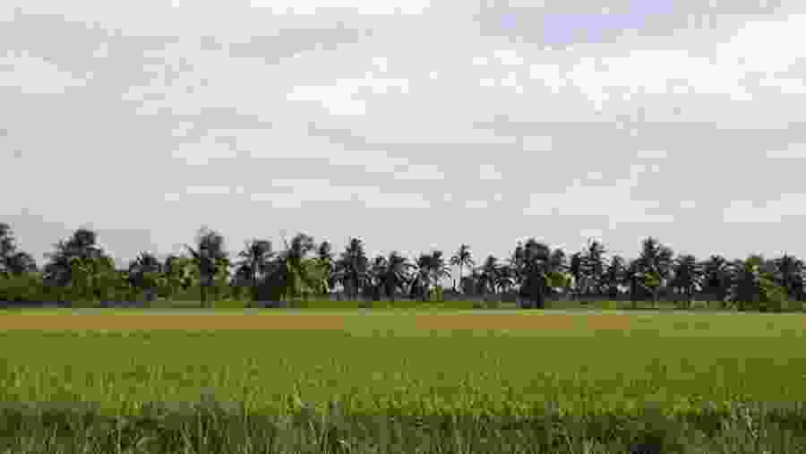 Marvel at the lush green paddy fields in Nakhon Pathom