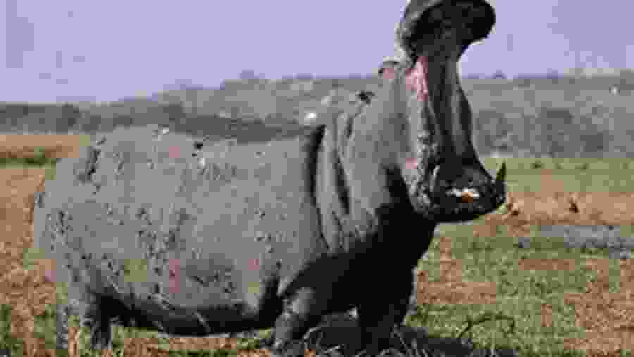 Witness the wild rhino