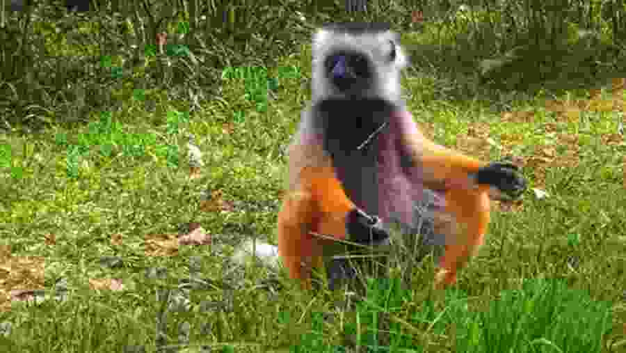 Spot the Coquerel's Sifaka