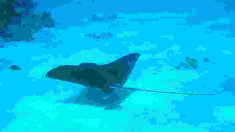See Underwater life in Egypt