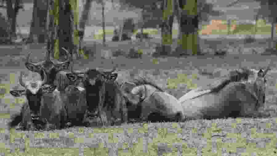 Lake Naivasha National Park
