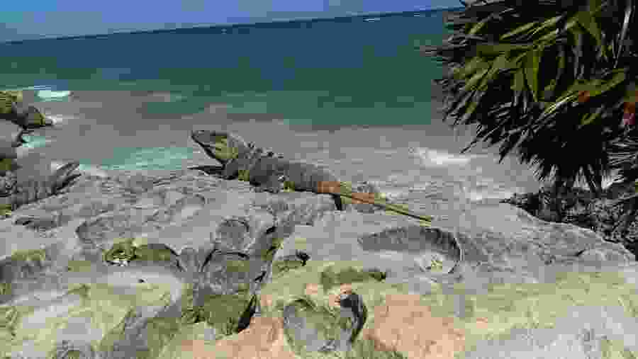 Iguanas sunbathing in Tulum
