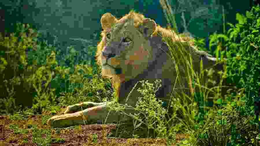 Witness the African wildlife