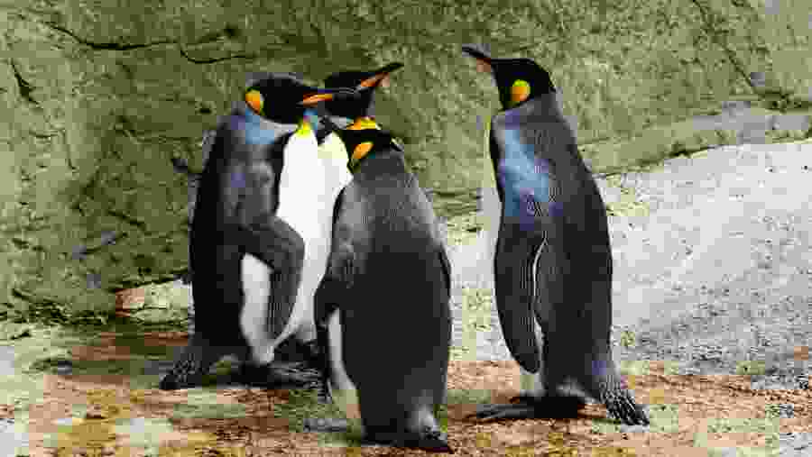 Penguins